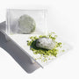 Matcha Daifuku Mochi (~10 Pieces) thumbnail 2