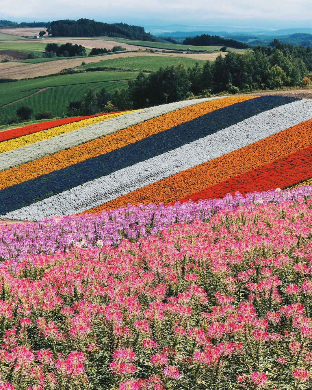 Savor the Season: Hokkaido’s Best Summer Experiences for 2025