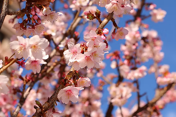 Atami Sakura Guide: Japan’s Earliest Cherry Blossom You Can See in Winter