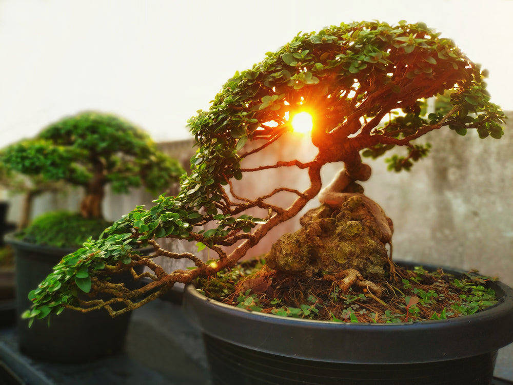 Bonsai: The Delicate Art of Japanese Miniature Trees