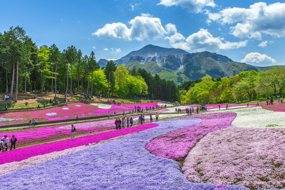 Journey to Chichibu: A Guide to Saitama's Enchanting City