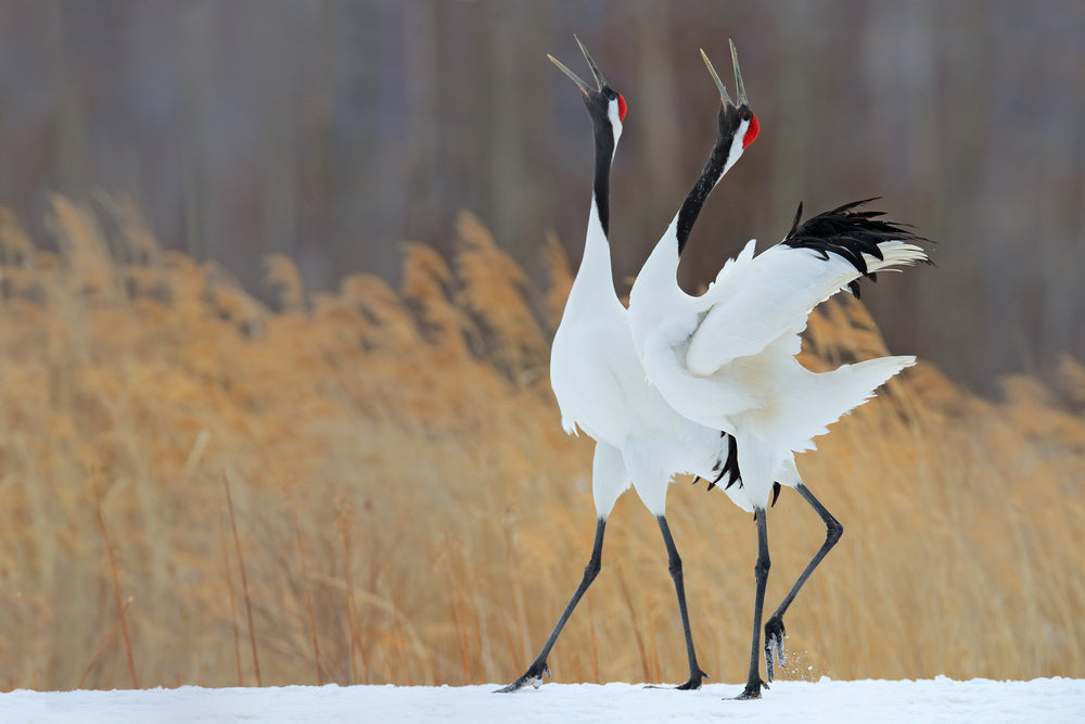 The Graceful Crane: Symbolism and Significance in Japanese Culture