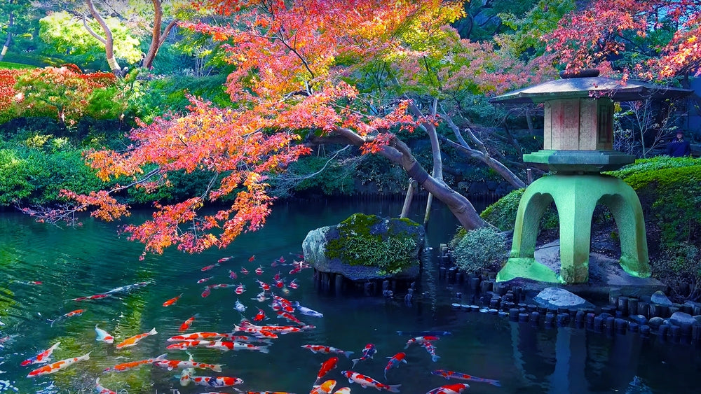 From Pond to Prosperity: The Symbolic Essence of Japanese Koi Fish