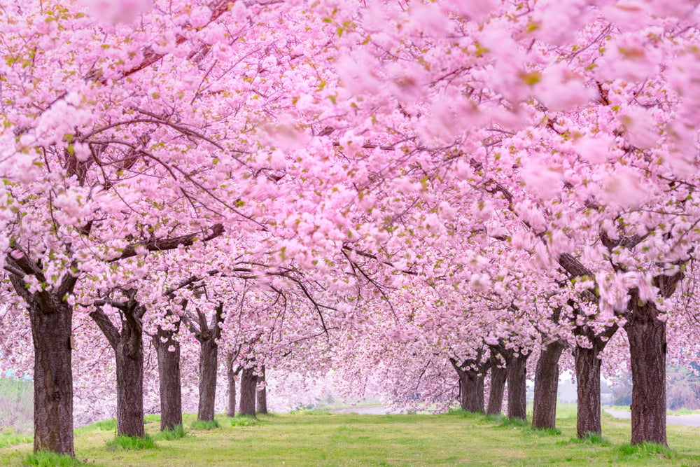 Are Cherry Blossoms Edible?