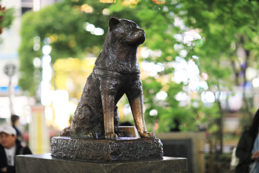 The Amazing Story of Hachiko the Dog