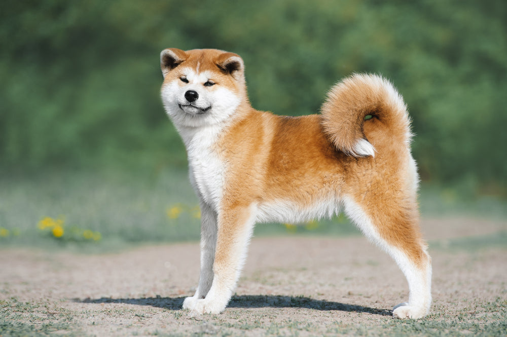 10 Japanese Dog Breeds Everyone Loves