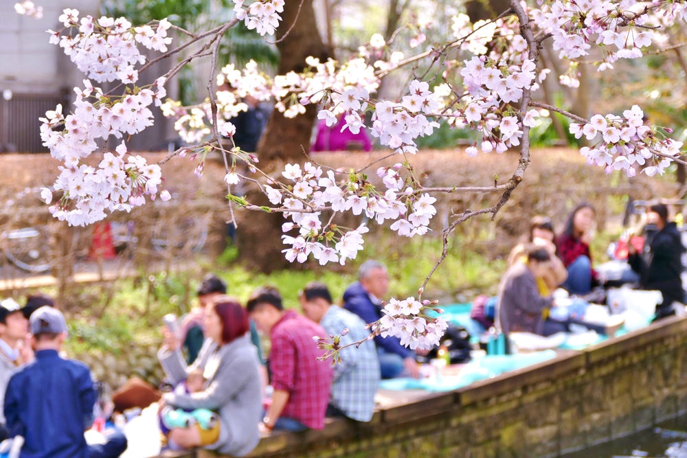 What is Hanami - Japan's Flower Viewing Party