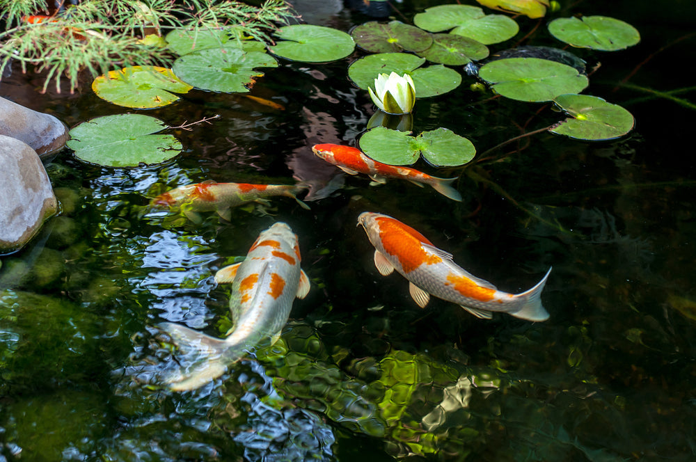 What Do Koi Fish Represent in Japanese Culture?
