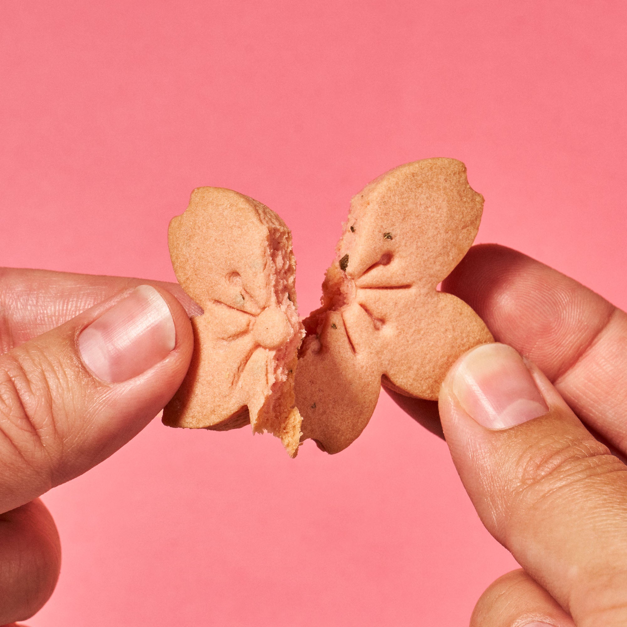 Japan Sakura Tree Cookie (1 piece)